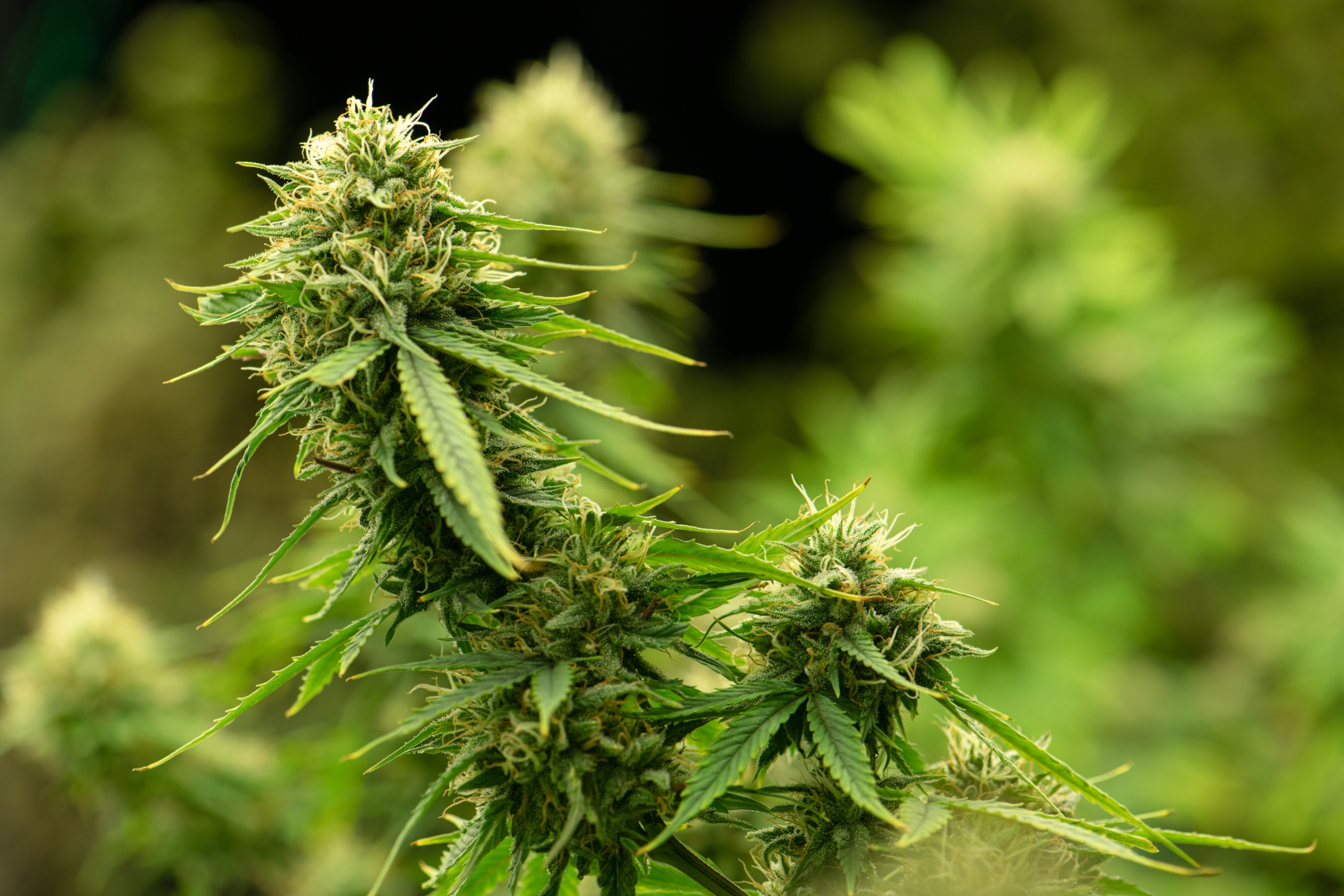 Clementine Strain